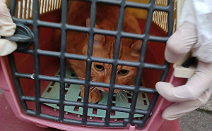 社區出現新冠疫情 新北動保處緊急協助安置寵物