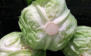 高麗菜慘忘冰箱7天！一拿畫面震撼