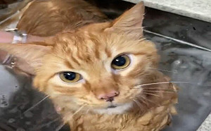 (影)橘貓洗澡狂碎嘴！260萬網友笑翻