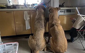 (影)兩狗守主人等食物！天上藏不速之客