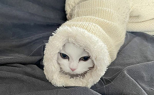 剛迎小白貓加入！過兩天變新興物種