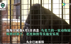 獅子、老虎、熊都下場淒慘! 雖躲過砲火 烏克蘭動物園無奈將行安樂死