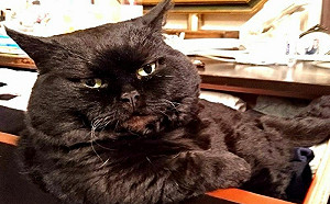 黑貓單手饋抽屜！網：差點叫大哥