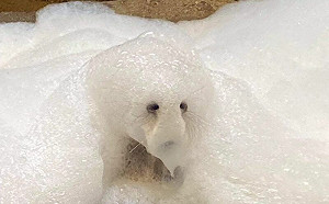 動物園驚見「泡泡怪」！本尊曝光