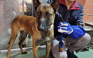 新北動保處成功矯正狼犬攻擊性  以三心成就認養佳話