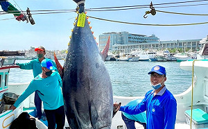 2022黑鮪魚季第一鮪確認  4/10東港魚市場公開拍賣