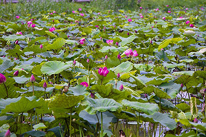 攝影高手別錯過！新北「高」貴早荷濕地美景成「灘」
