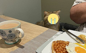 奴才吃晚餐！貓悲情凝視：不分我？