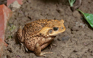 毒性強！海蟾蜍列為有害入侵種 林務局：飼養者6/14前須登記備查