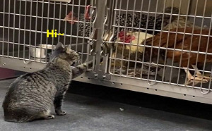 獸醫院收虎斑貓！牠巡房還伸手摸摸