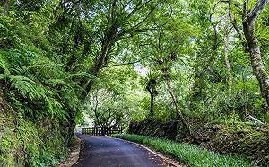 聽音樂啖美食！4/9「森市集」內洞森林遊樂區登場