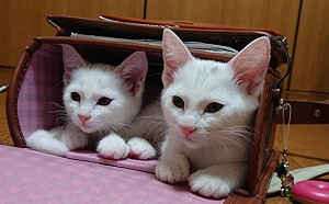 貓姊妹愛躲書包！長大卻卡住露屁屁