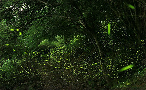 賞螢啖梅子料理！台南「楠西梅嶺賞螢季」4/16閃亮登場