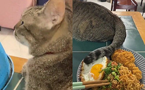 主人吃獨食！貪吃貓用尾巴偷偷教訓
