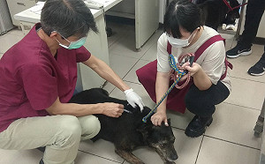 4月狂犬病疫苗補強注射月　新北提醒飼主攜毛寶貝施打