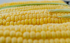 玉米怎切不會亂噴？內行抖神招秒解