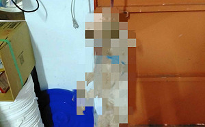 虐殺紅貴賓洩憤   新北動保處24小時迅速法辦犯嫌並列管