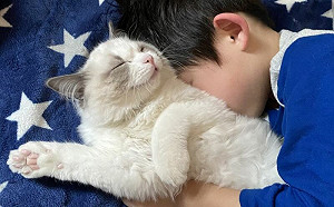 兒將幼貓當抱枕！飼主笑：像親兄弟