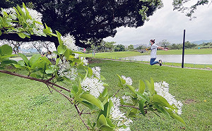 新北河濱再飄四月流蘇雪 賞花就趁現在