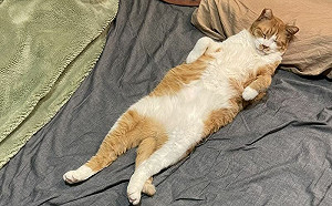 飼主地位不保！床位、枕頭全被佔領