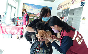 新北動保處、市立圖書館再攜手  國際寵物日辦犬貓認養