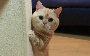 聽見主人哭泣！貓咪站牆邊偷偷關心