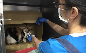 北市動物之家3年平均退養40隻！汪志冰：民間公司家訪還做比較好