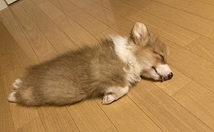 小柯基睡姿百百種！主人笑：海豹？