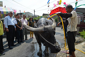雲林鹿南村有喜事 水牛搬新家安享晚年