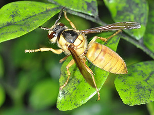 新紀錄種雙色虎頭蜂襲台  林試所籲民眾提防