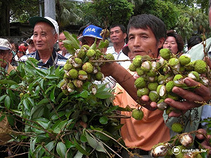 全面救助荔枝受損 農委會26日勘災
