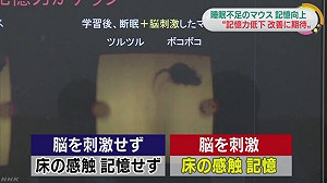 日科學家刺激老鼠腦部  成功提高記憶力