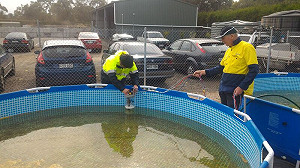 台澳合作水下遙測技術  了解海草床分布狀況