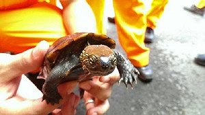 走私保育龜 海巡查獲3隻中華草龜