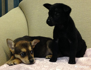 流浪動物零安樂死？12夜導演斥天方夜譚