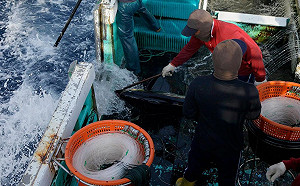 長江「四大家魚」大減九成！人為汙染成主因