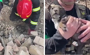 烏克蘭小狗命大！埋瓦礫堆被救出全都錄 逼哭網友