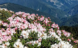 合歡山杜鵑花季4/16登場！公總：賞花客運每週增開12班次