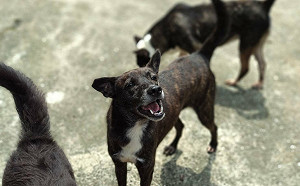 4/14黑色情人節不當單身狗  新北動物之家黑狗等候良緣