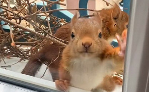 松鼠媽入住全紀錄！黑貓默默守護