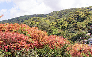 台北就看得到！菁山社區楓紅美景限定登場