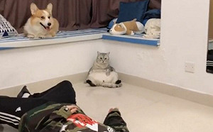 裝死看寵物反應！柯基貓貓大不同