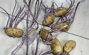 上海政府配給｢發芽馬鈴薯｣恐害人痛苦死亡 當地民眾急問：能不能吃