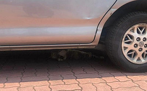 車停路邊被「師傅」鑽入！全場笑瘋