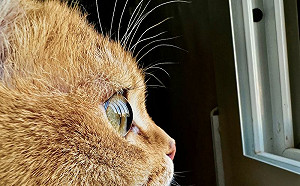 好美！Apple公布10張最佳微距照片