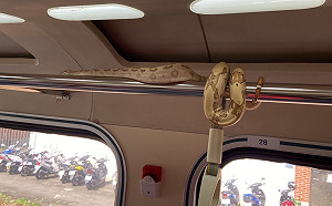 嚇歪！蟒蛇入侵自強號車廂 台鐵緊急疏散旅客