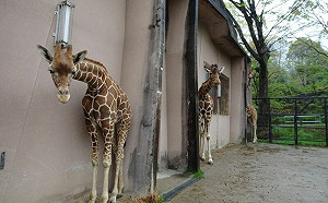 長頸鹿屋簷下躲雨！牠趁機大吃特吃