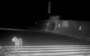 完工第436天終於錄到！石虎使用過跨河通道處女秀