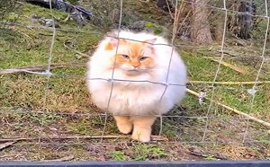 胖貓輕鬆穿越圍欄！網：90%都是毛