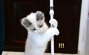 家政貓拿滾輪黏地板！網友喊想預約